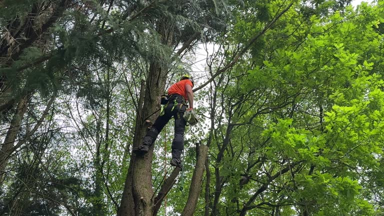 Why Choose Our Tree Removal Services in Darien, IL?